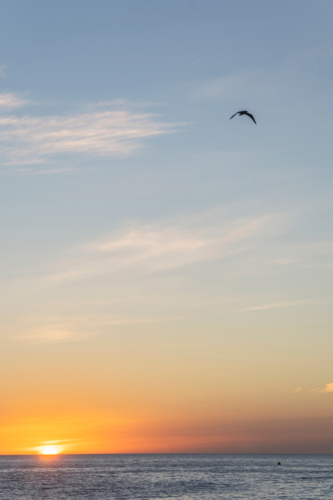 sunrise with the sun rising over the horizon with a bird flying overhead and an orange sky. Almeria.